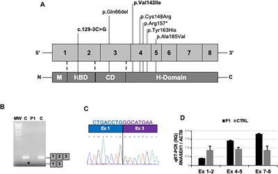 Case Report: Rare Homozygous RNASEH1 Mutations Associated With Adult-Onset Mitochondrial Encephalomyopathy and Multiple Mitochondrial DNA Deletions